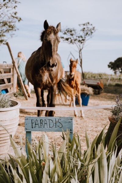Cheval brun et poulain roux dans un paddock avec enseigne PARADIS parmi les plantes en lumière dorée